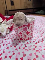 Chevy, a male Poodle - Standard  for sale in Edgefield, SC – Photo 6 of 10