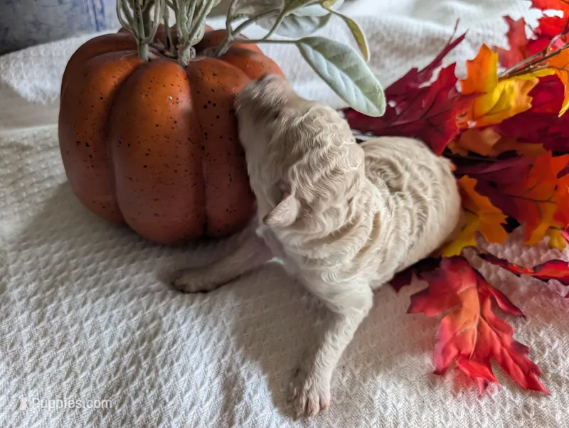 Peanut – Poodle - Standard  puppy for sale in Edgefield, SC