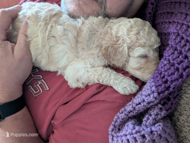 Buttons – Poodle - Standard  puppy for sale in Edgefield, SC