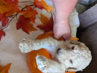 Peanut, a male Poodle - Standard  for sale in Edgefield, SC – 5 of 9