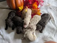Buttons, a female Poodle - Standard  for sale in Edgefield, SC – 10 of 10