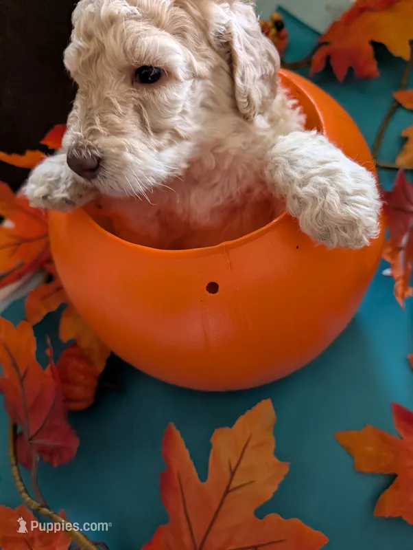Peanut – Poodle - Standard  puppy for sale in Edgefield, SC