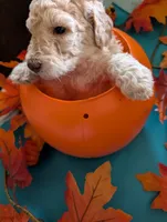 Peanut, a male Poodle - Standard  for sale in Edgefield, SC – 2 of 9