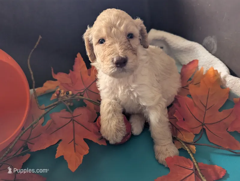 Buttons – Poodle - Standard  puppy for sale in Edgefield, SC