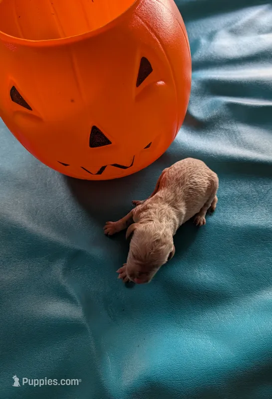 Peanut – Poodle - Standard  puppy for sale in Edgefield, SC