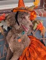 Peanut, a male Poodle - Standard  for sale in Edgefield, SC – 6 of 8