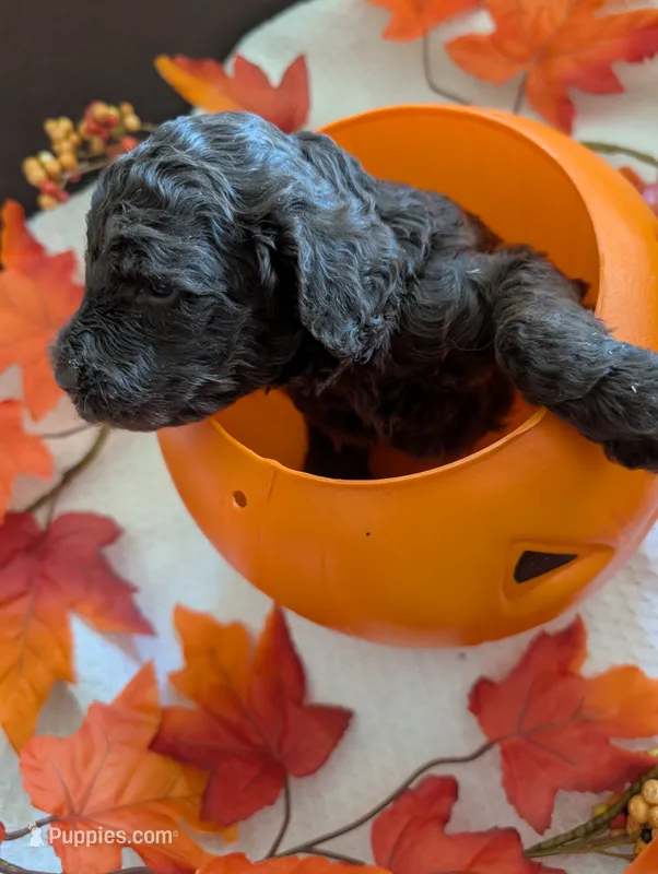 Ruby – Poodle - Standard  puppy for sale in Edgefield, SC