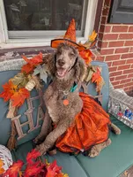 Peanut, a male Poodle - Standard  for sale in Edgefield, SC – 5 of 8