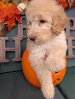 Peanut, a male Poodle - Standard  for sale in Edgefield, SC – 7 of 8