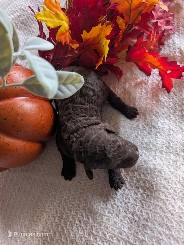 Ruby – Poodle - Standard  puppy for sale in Edgefield, SC