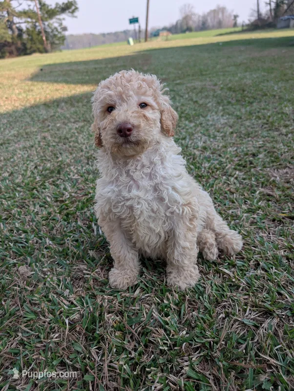 Rocky – Poodle - Standard  puppy for sale in Edgefield, SC