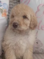 Rocky, a male Poodle - Standard  for sale in Edgefield, SC – Photo 3 of 5