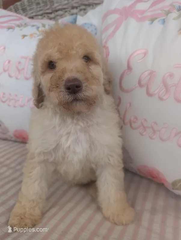 Rocky, a male Poodle - Standard  for sale in Edgefield, SC – Photo 1 of 5