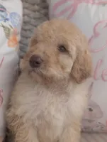 Rocky, a male Poodle - Standard  for sale in Edgefield, SC – Photo 4 of 5