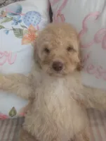 Rocky, a male Poodle - Standard  for sale in Edgefield, SC – Photo 5 of 5