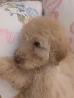 Rocky, a male Poodle - Standard  for sale in Edgefield, SC – Photo 2 of 5