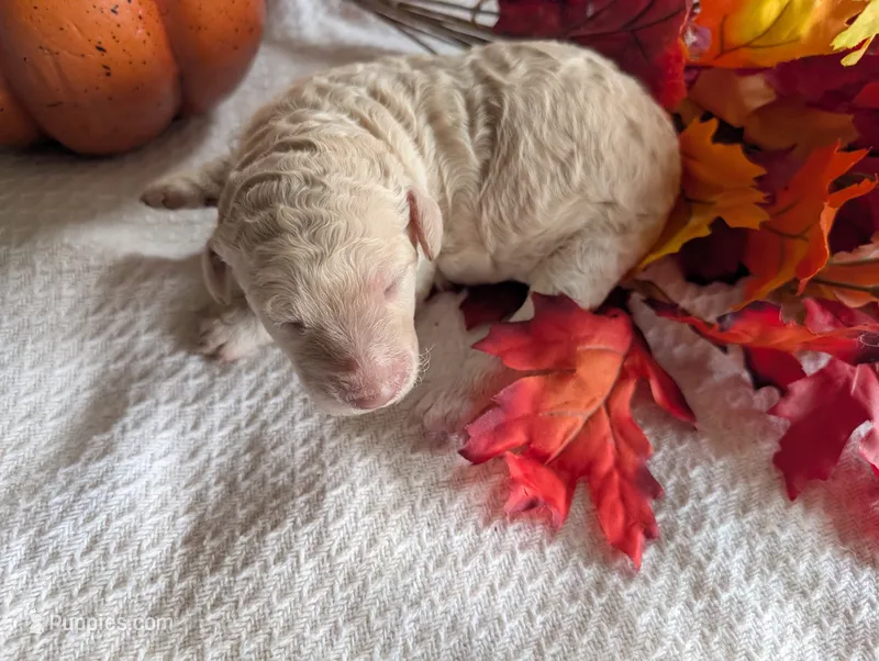Buttons – Poodle - Standard  puppy for sale in Edgefield, SC