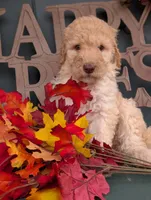 Bella, a female Poodle - Standard  for sale in Edgefield, SC – 1 of 8