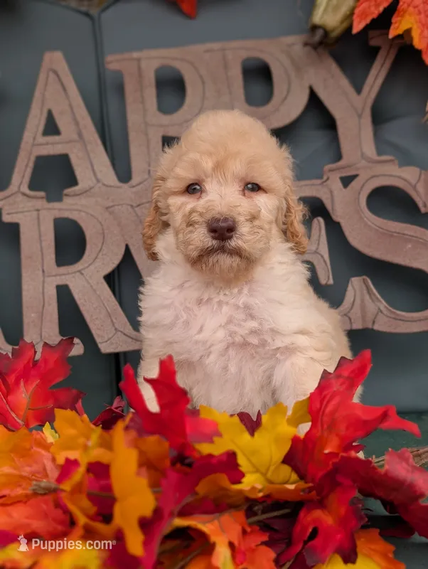 Peanut – Poodle - Standard  puppy for sale in Edgefield, SC