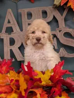 Peanut, a male Poodle - Standard  for sale in Edgefield, SC – 1 of 9