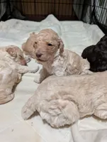 processed/c7d48be6-ccdb-4bf6-a89b-503851729fb5/listing/88eeccf4-b271-4ca0-95bf-f80661a47e12/6db4c80c-bc32-40e8-b098-a5e60f5a730b