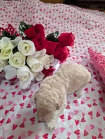 processed/c7d48be6-ccdb-4bf6-a89b-503851729fb5/listing/88eeccf4-b271-4ca0-95bf-f80661a47e12/cf95e1b3-645e-48e4-9c3a-de719e1649b5