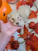 Bella, a female Poodle - Standard  for sale in Edgefield, SC – 8 of 8