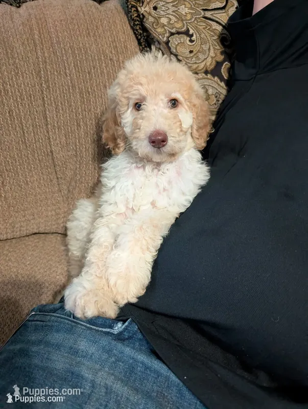 Bella – Poodle - Standard  puppy for sale in Edgefield, SC