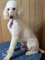 Peanut, a male Poodle - Standard  for sale in Edgefield, SC – 4 of 8