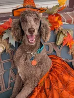 Peanut, a male Poodle - Standard  for sale in Edgefield, SC – 8 of 8
