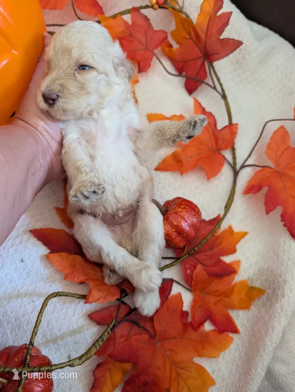 Peanut – Poodle - Standard  puppy for sale in Edgefield, SC
