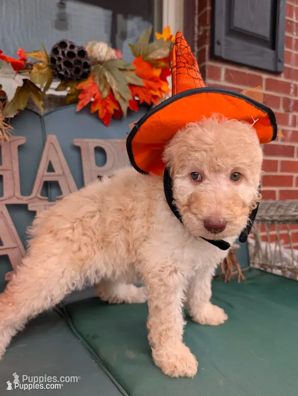 Buttons – Poodle - Standard  puppy for sale in Edgefield, SC