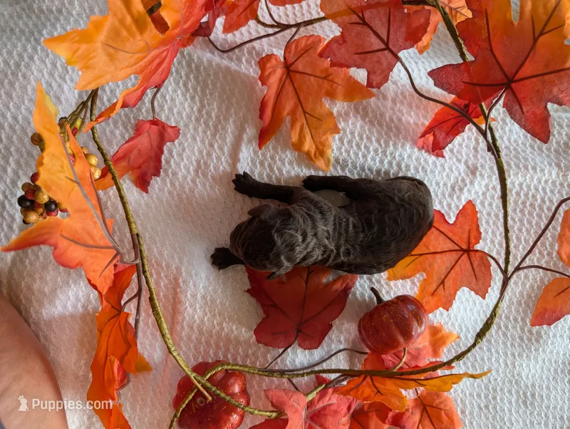 Ruby – Poodle - Standard  puppy for sale in Edgefield, SC