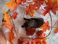Ruby, a female Poodle - Standard  for sale in Edgefield, SC – 1 of 2