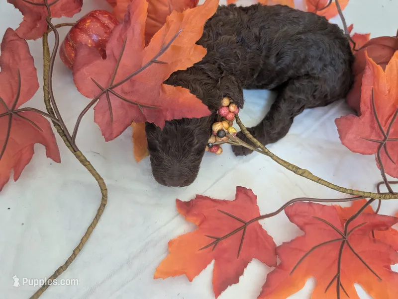 Joeline  – Poodle - Standard  puppy for sale in Edgefield, SC