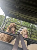 Peanut, a male Poodle - Standard  for sale in Edgefield, SC – 9 of 9