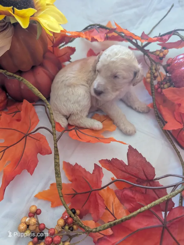 Peanut – Poodle - Standard  puppy for sale in Edgefield, SC