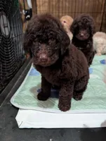Ruby, a female Poodle - Standard  for sale in Edgefield, SC – Photo 3 of 3