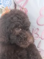 Ruby, a female Poodle - Standard  for sale in Edgefield, SC – Photo 2 of 3