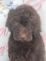 Ruby, a female Poodle - Standard  for sale in Edgefield, SC – Photo 1 of 3