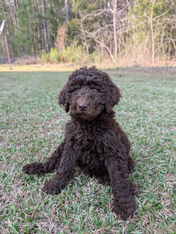 Ruby – Poodle - Standard  puppy for sale in Edgefield, SC