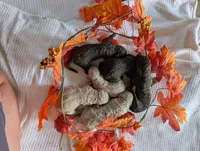 Buttons, a female Poodle - Standard  for sale in Edgefield, SC – 2 of 3