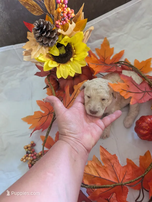Bella – Poodle - Standard  puppy for sale in Edgefield, SC