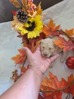 Bella, a female Poodle - Standard  for sale in Edgefield, SC – 5 of 8
