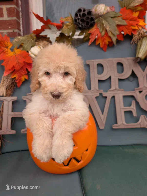 Peanut – Poodle - Standard  puppy for sale in Edgefield, SC