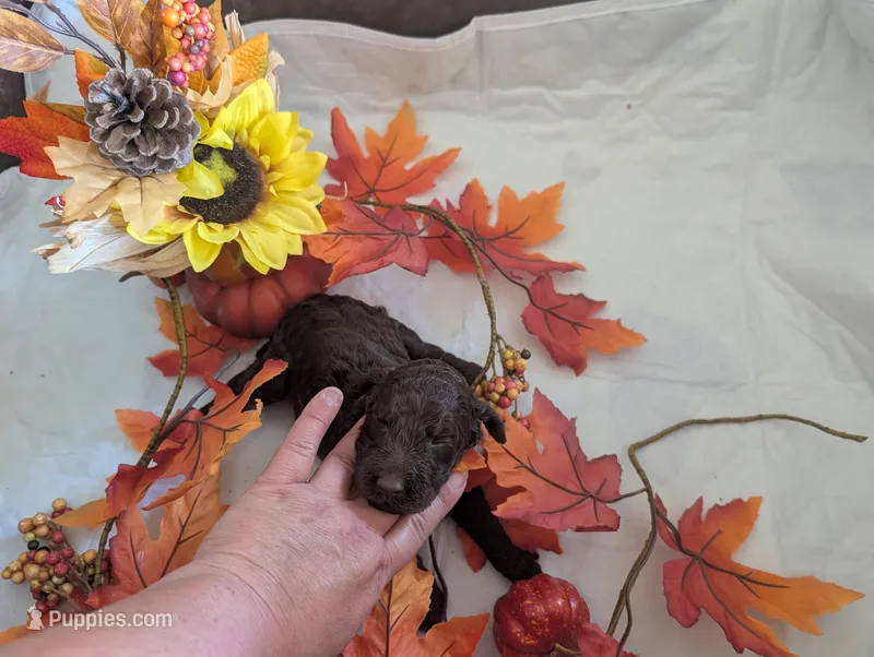 Ruby – Poodle - Standard  puppy for sale in Edgefield, SC