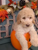 Peanut, a male Poodle - Standard  for sale in Edgefield, SC – 3 of 8