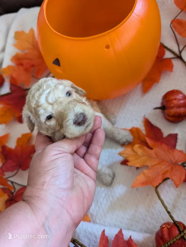 Buttons – Poodle - Standard  puppy for sale in Edgefield, SC