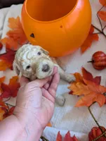 Buttons, a female Poodle - Standard  for sale in Edgefield, SC – 3 of 10