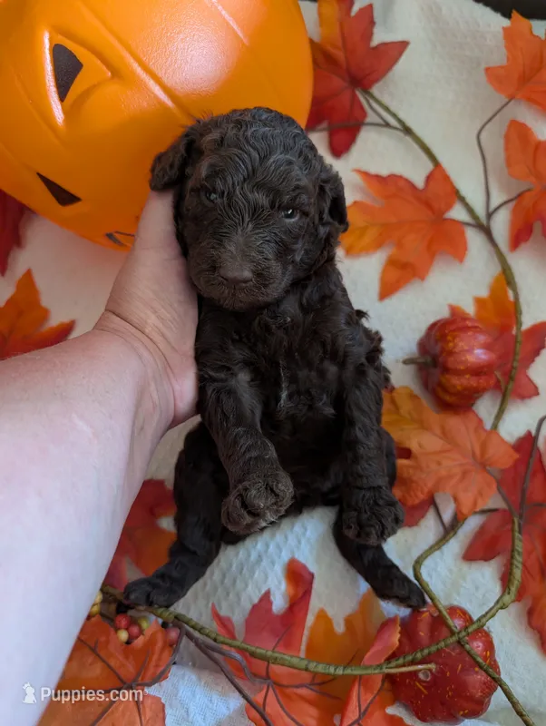 Joeline  – Poodle - Standard  puppy for sale in Edgefield, SC